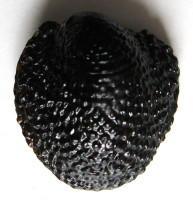 Neritona granosa Sowerby, G.B. I, 1825